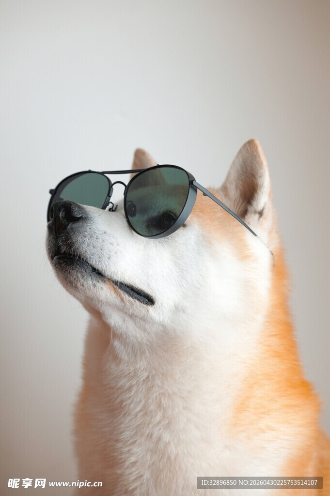 戴墨镜的帅气柴犬