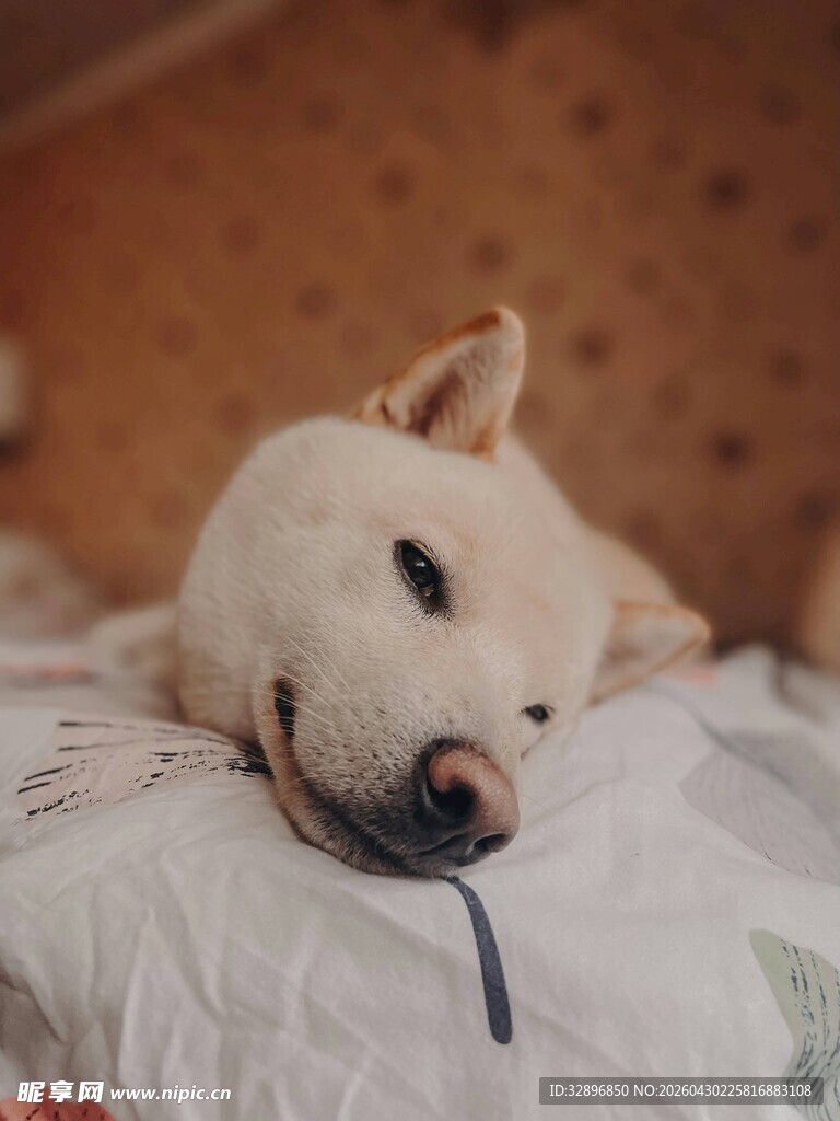 趴着休息的可爱白色狗狗