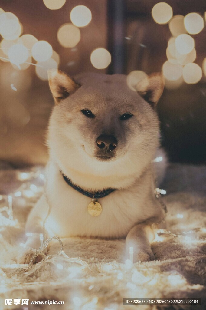 柴犬卧于闪烁灯光中