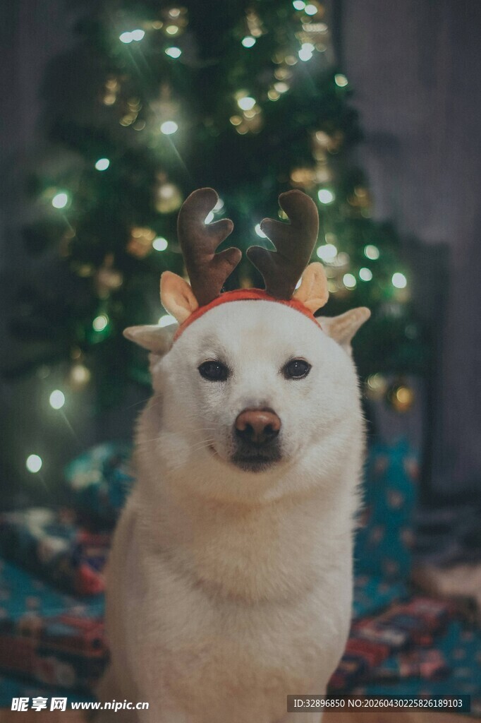 戴鹿角的萌犬过圣诞节