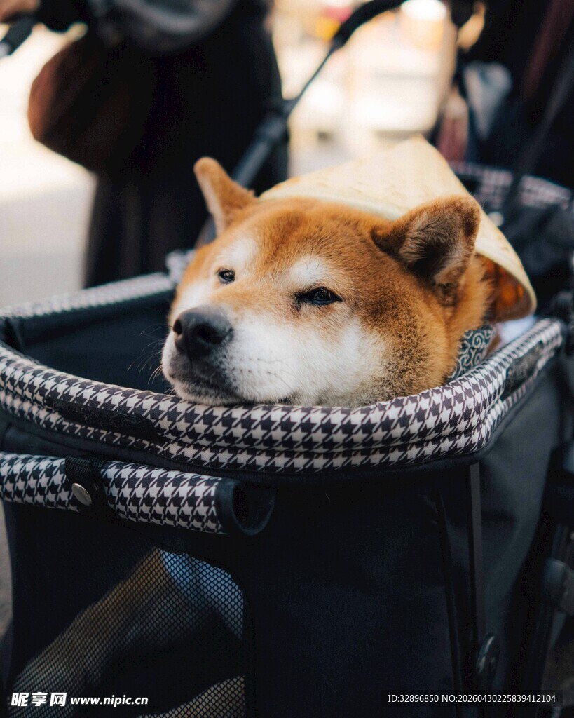 柴犬惬意躺推车