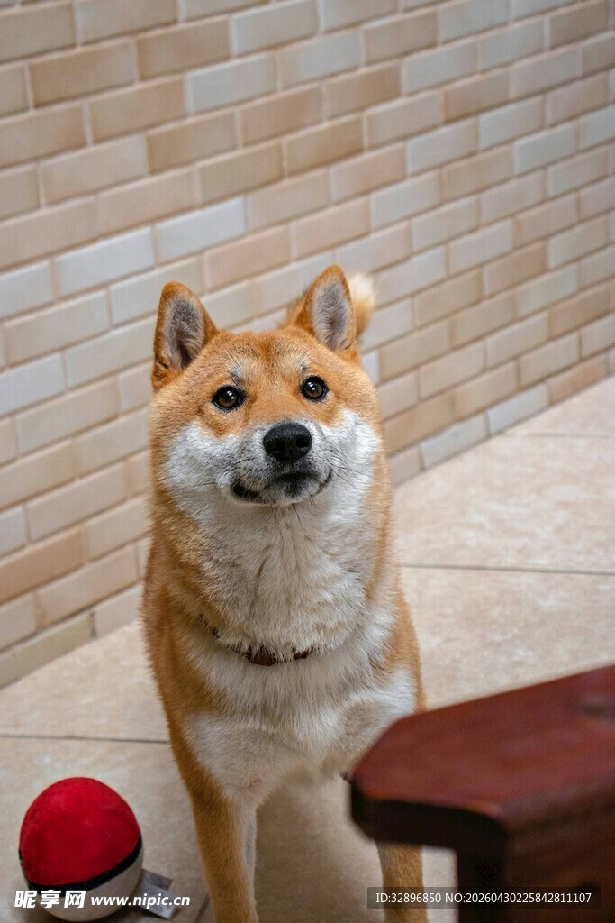 可爱柴犬坐于室内