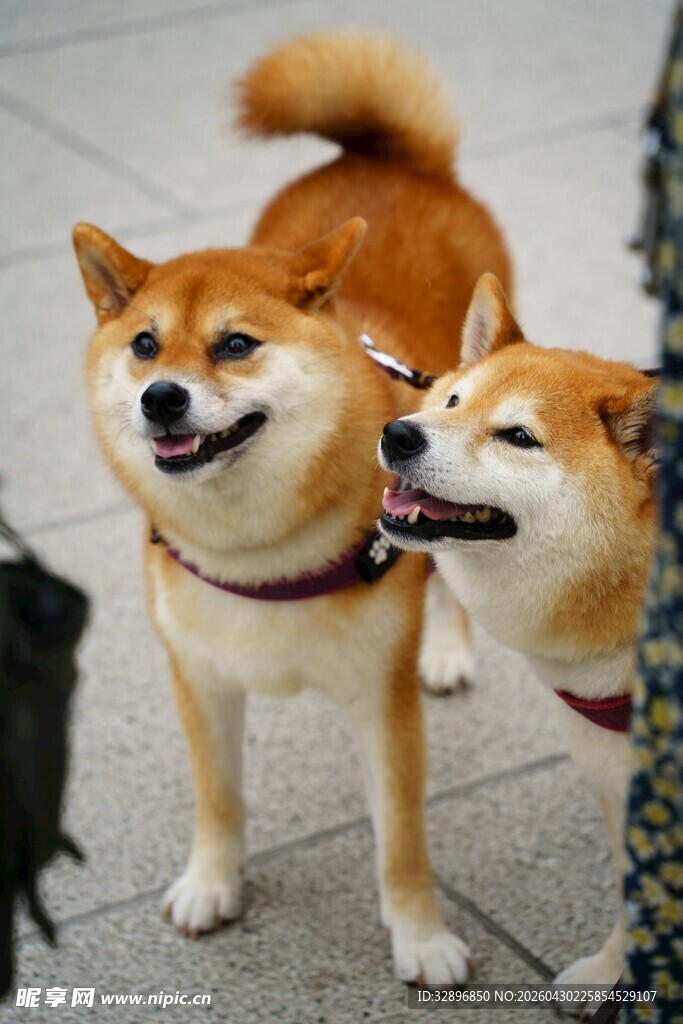 两只柴犬开心站在一起