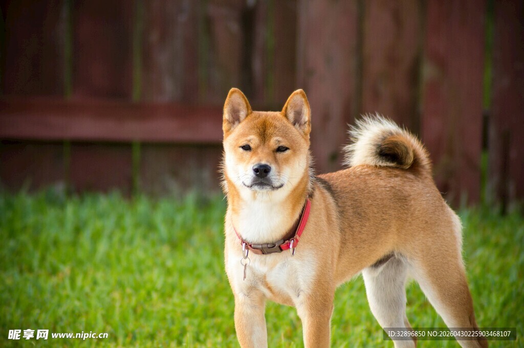 草地上的可爱柴犬