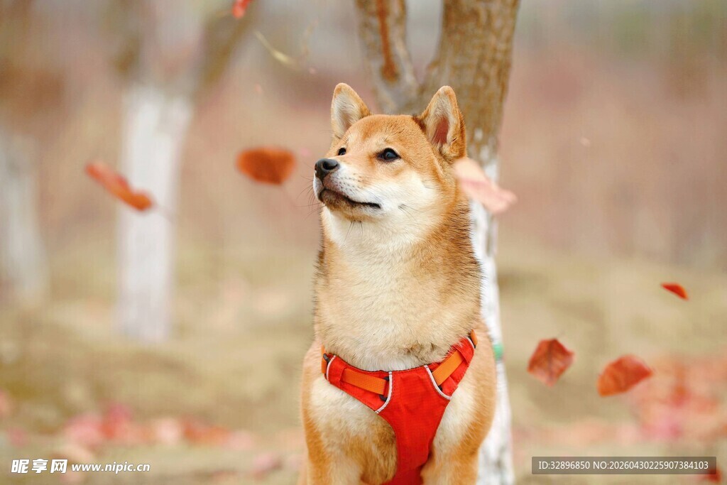 秋日林间的可爱红装柴犬