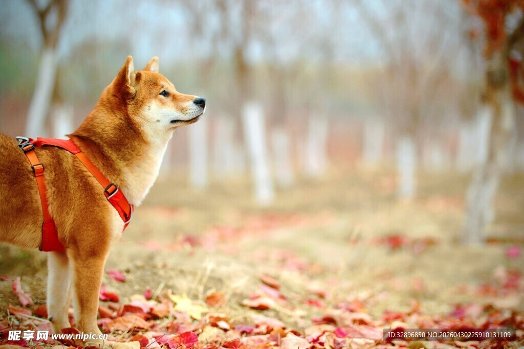 秋日红装柴犬漫步林间
