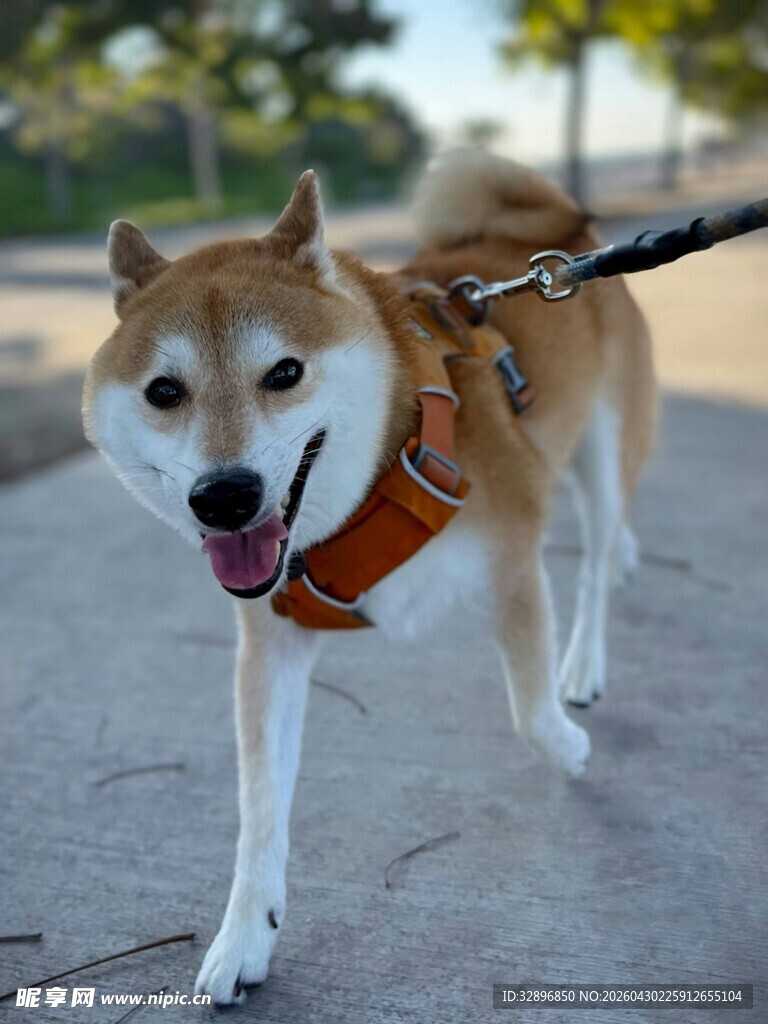 散步的柴犬