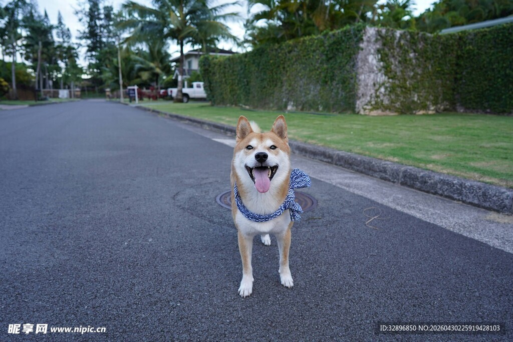 路上的开心柴犬