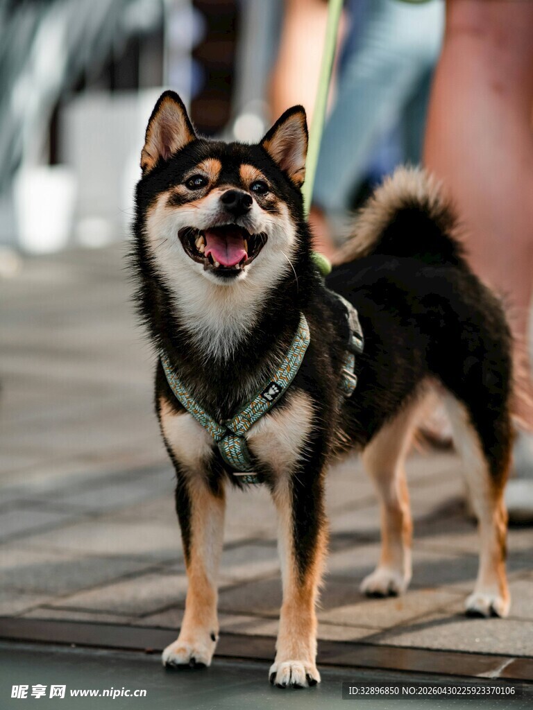 可爱柴犬街头站立