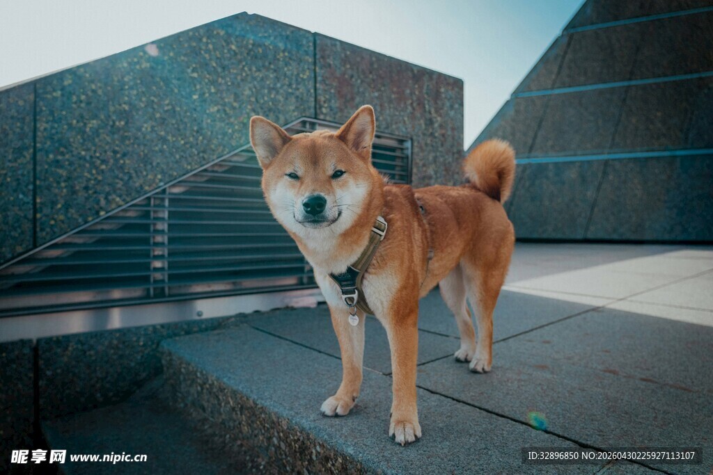 户外站立的可爱柴犬