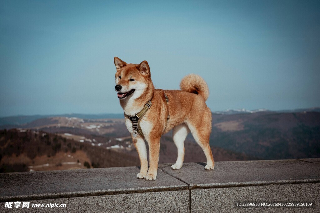 站在高处的柴犬
