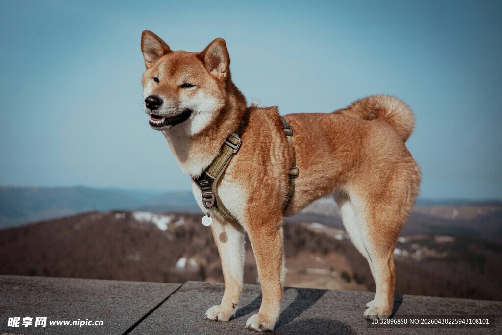 海边站立的帅气柴犬