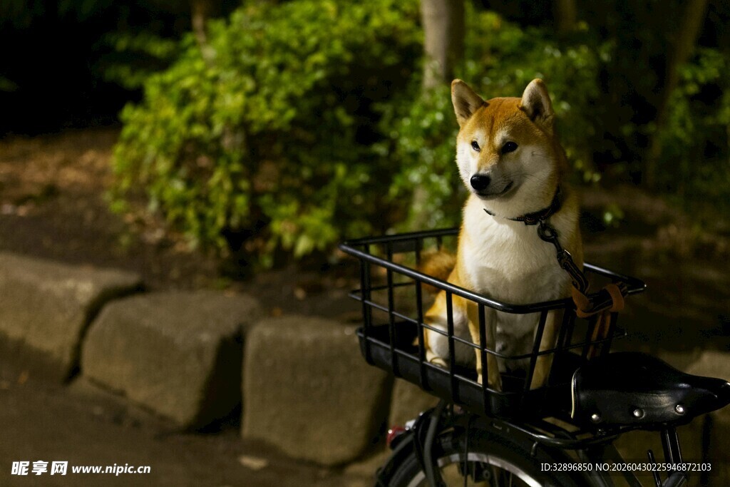 柴犬骑车夜色中的萌趣瞬间