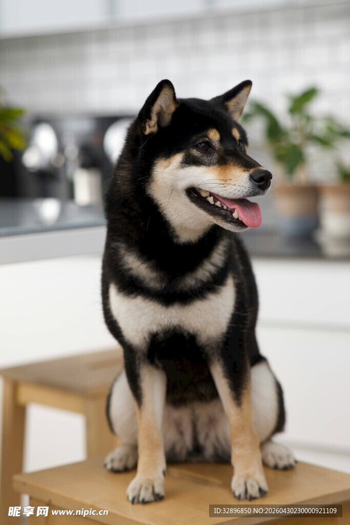 可爱柴犬端坐木凳
