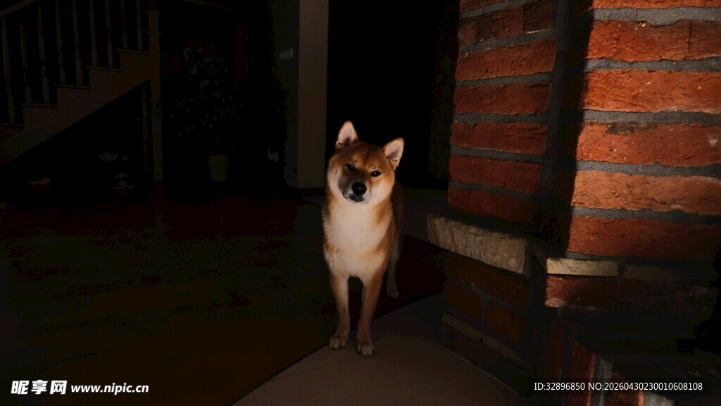 夜晚墙边的可爱猫咪