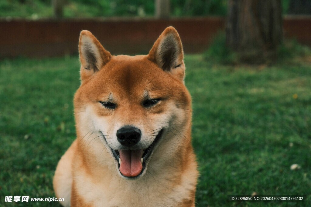 微笑的柴犬在绿草地上