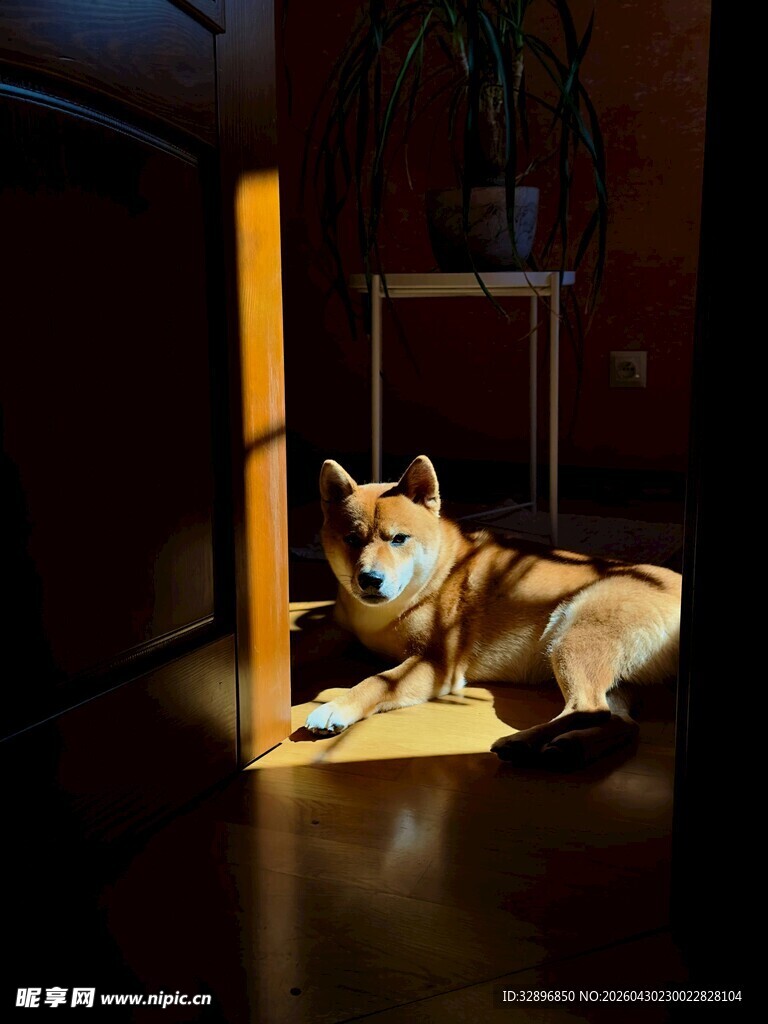 阳光下惬意的趴卧柴犬