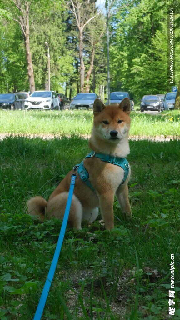 草地上拴绳的可爱柴犬