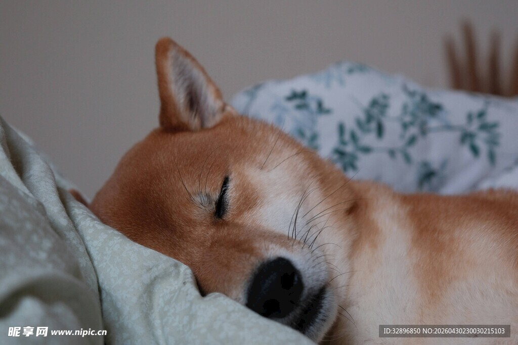 熟睡的柴犬