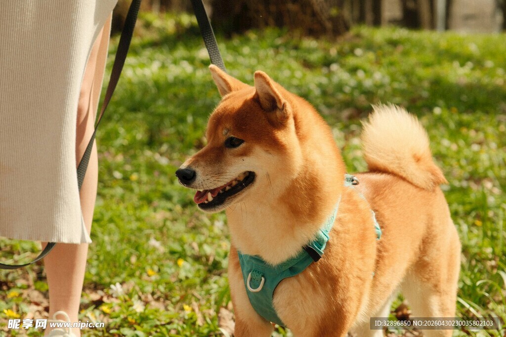 女子牵柴犬漫步绿意草地