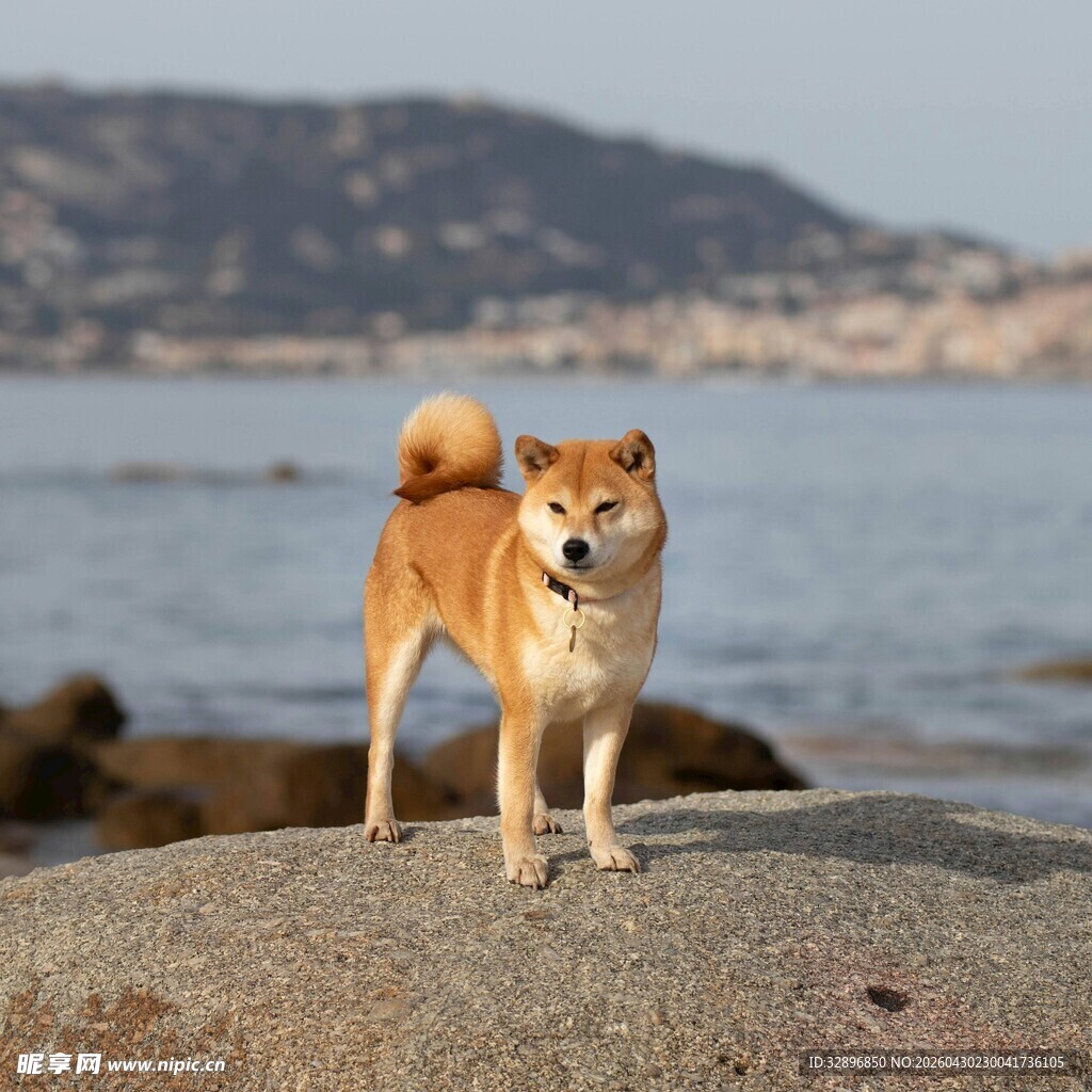 海边岩石上的可爱柴犬
