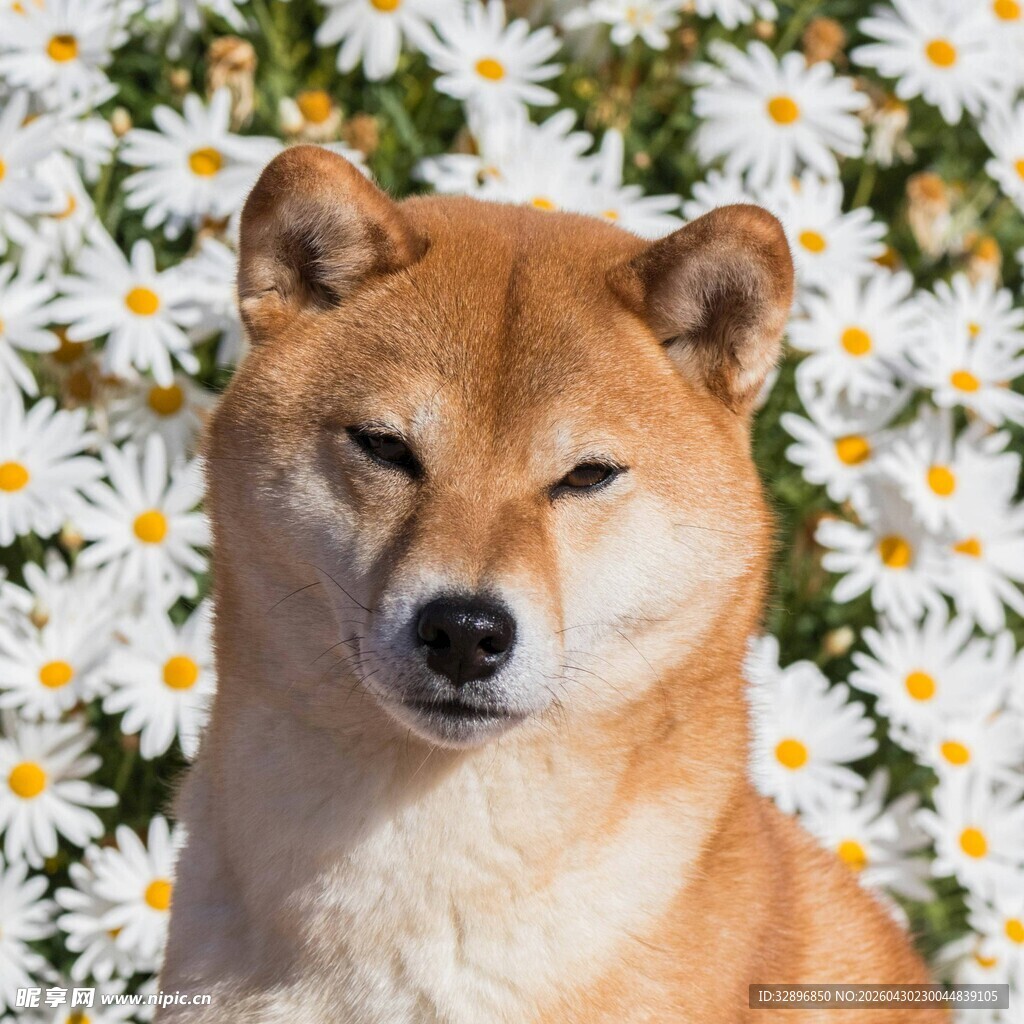 柴犬置身雏菊中