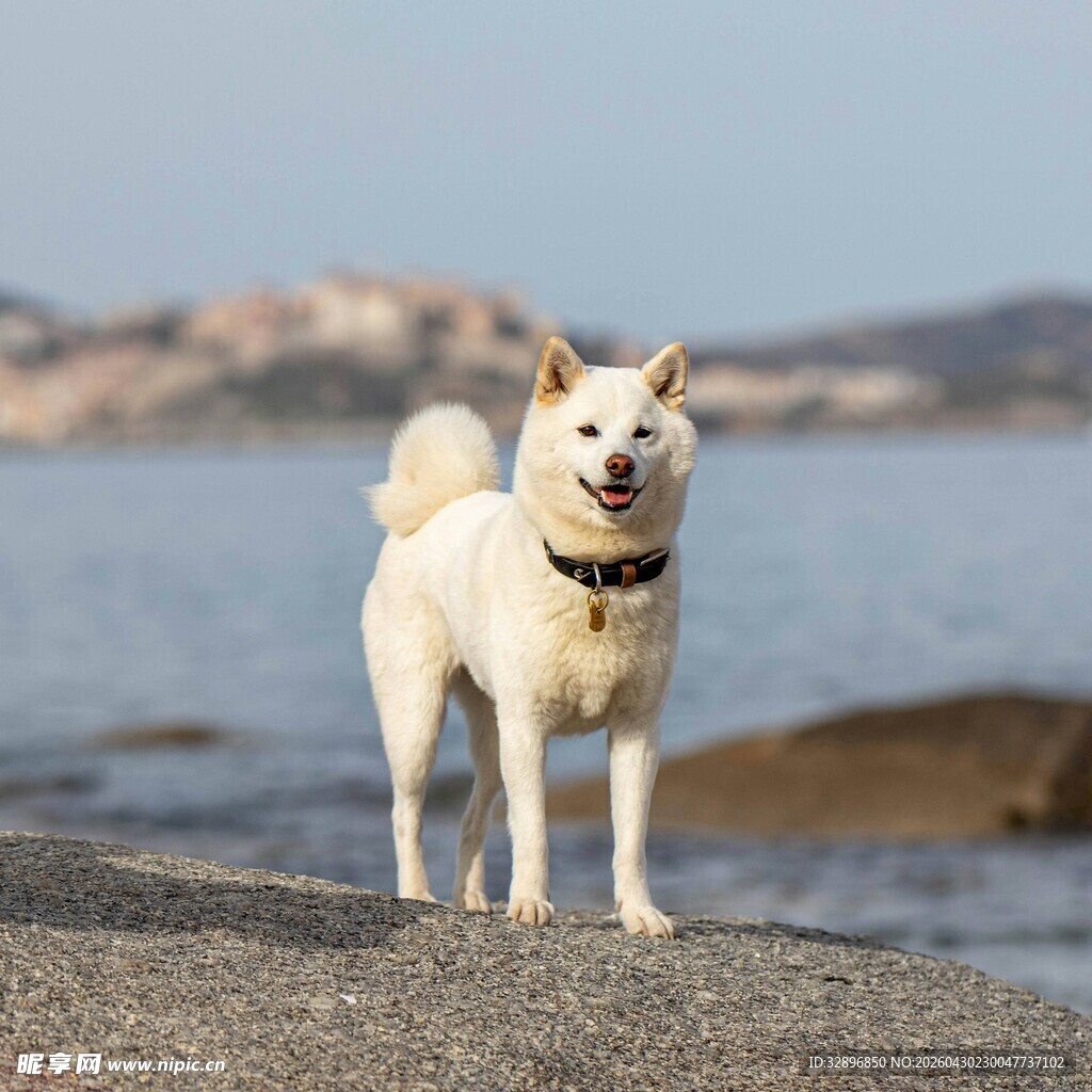 海边站立的可爱白狗狗