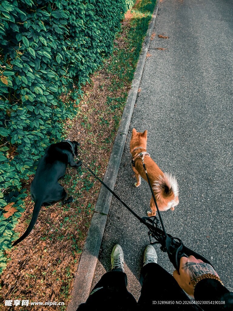 人牵两狗漫步于路边