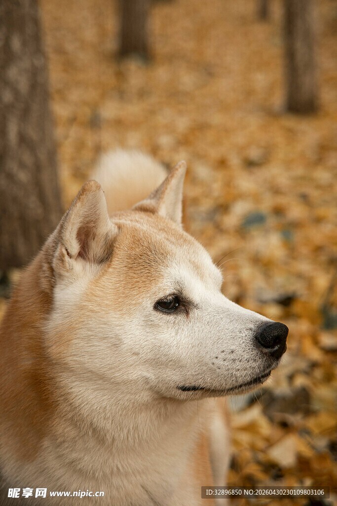 秋日林间的柴犬