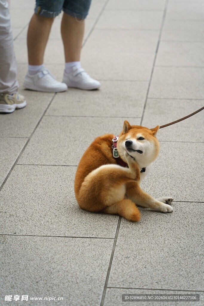 柴犬惬意挠痒痒