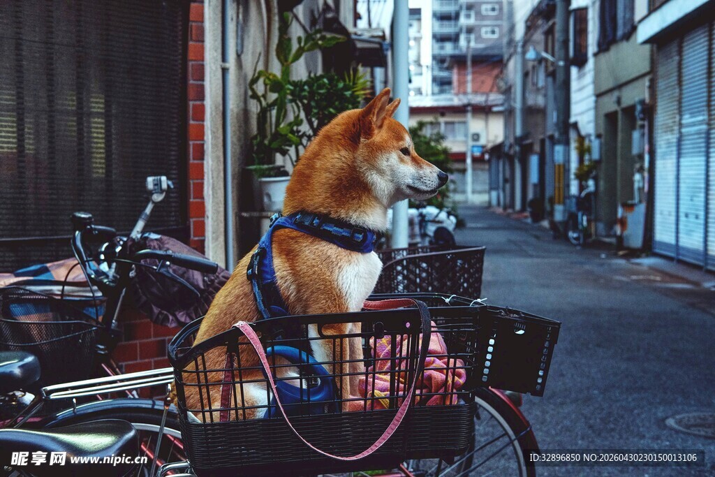 柴犬坐自行车筐街头美景