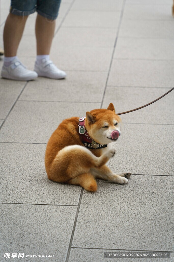 拴绳休息的可爱棕色柴犬