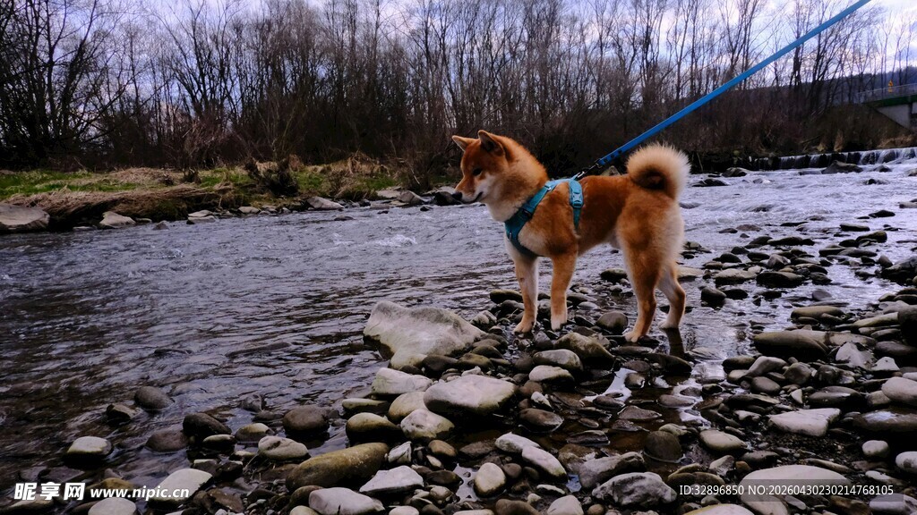 河边站立的可爱秋田犬