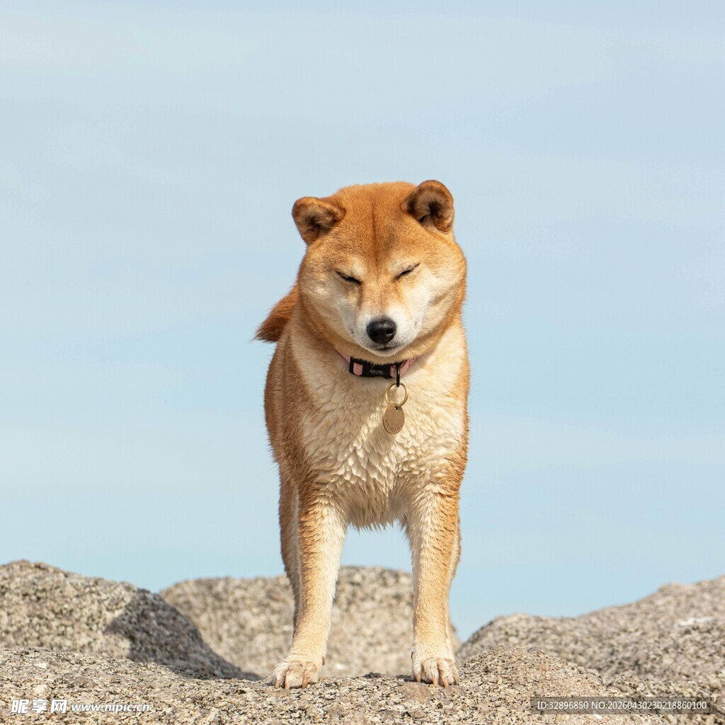阳光下漫步的可爱柴犬