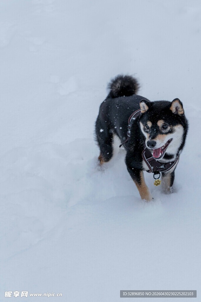 雪地中的可爱小狗