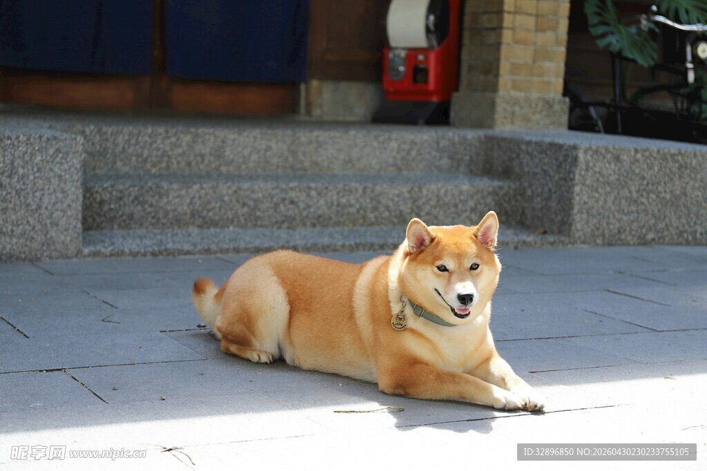 阳光下休憩的柴犬