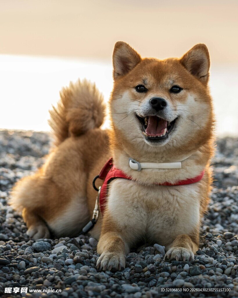 可爱柴犬趴地毯上微笑