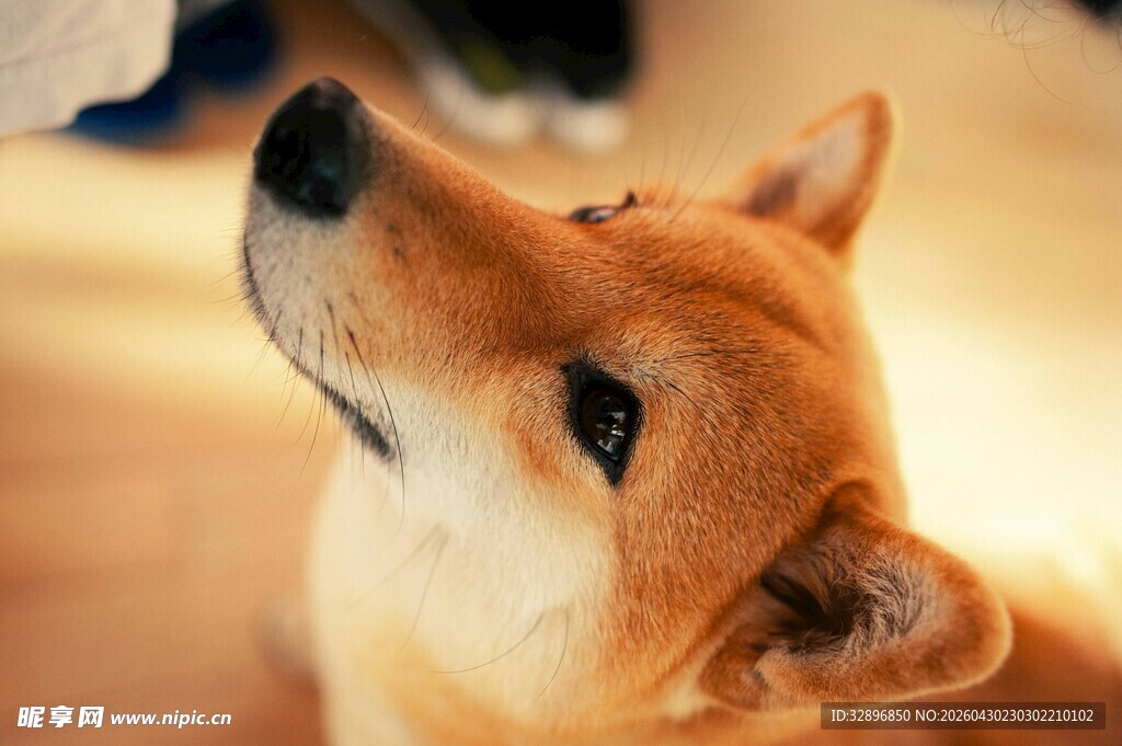 仰头的可爱柴犬