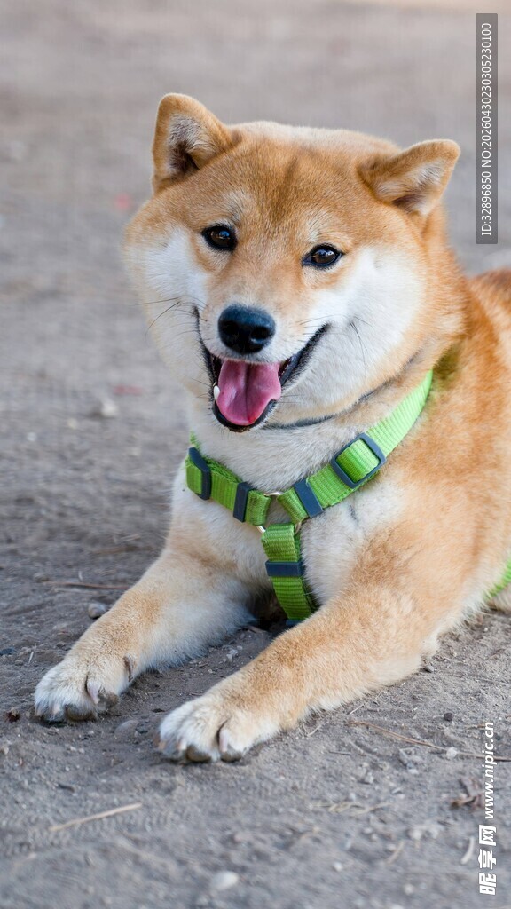 可爱柴犬趴地吐舌卖萌