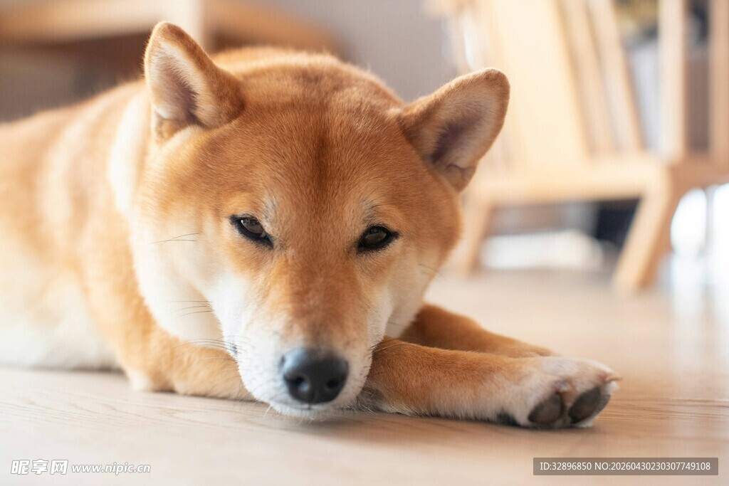 趴着的柴犬