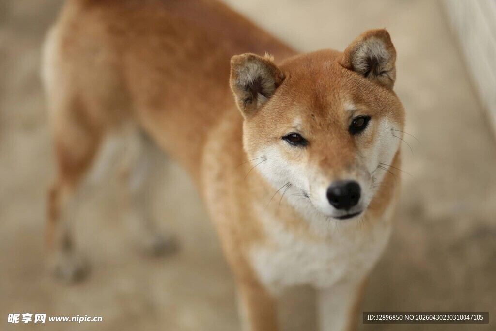 可爱柴犬站立瞬间