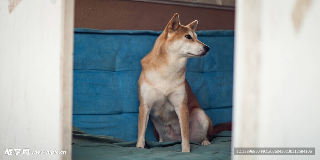 坐着的柴犬
