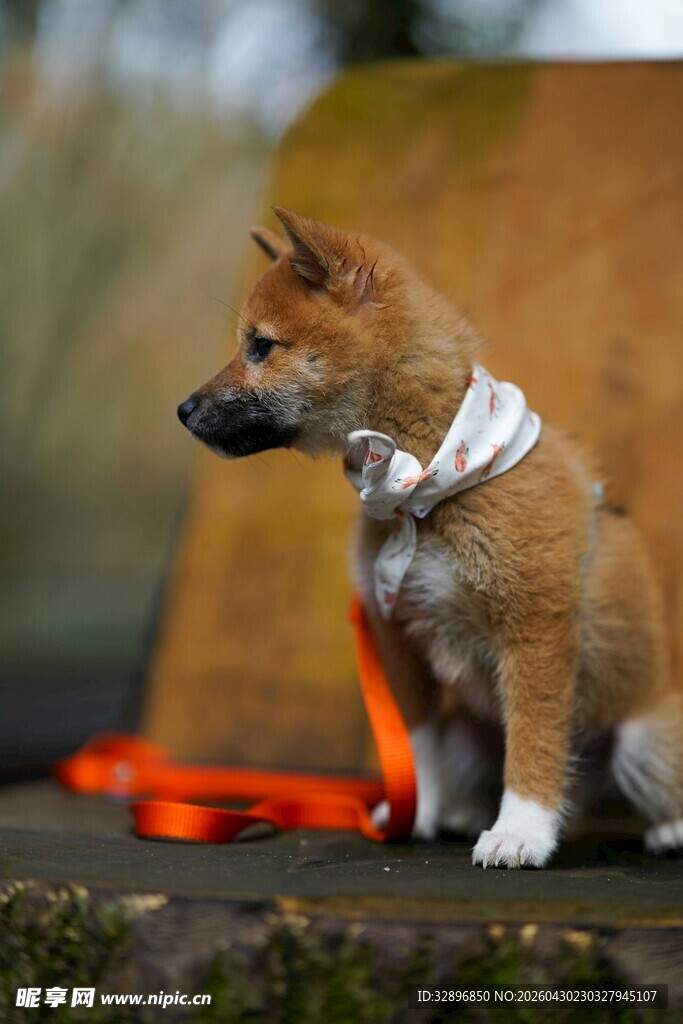 系领巾的可爱小柴犬