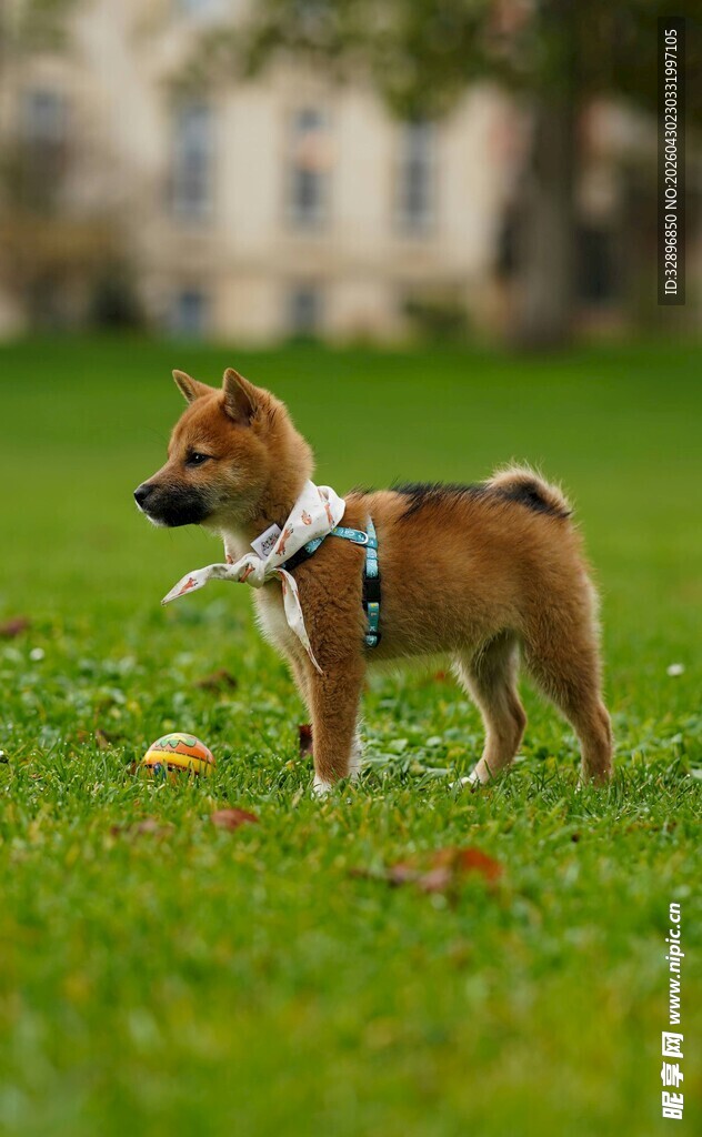 草地上的可爱小柴犬