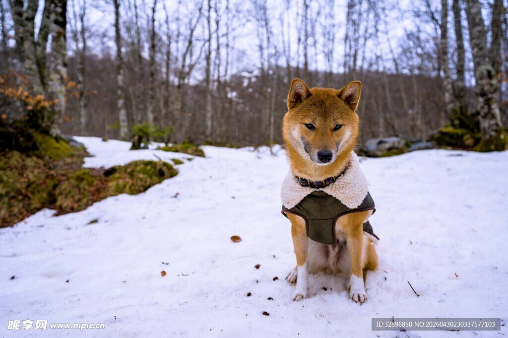 雪地中的可爱柴犬