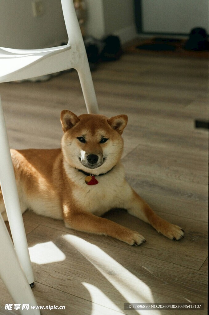悠闲躺地的可爱柴犬
