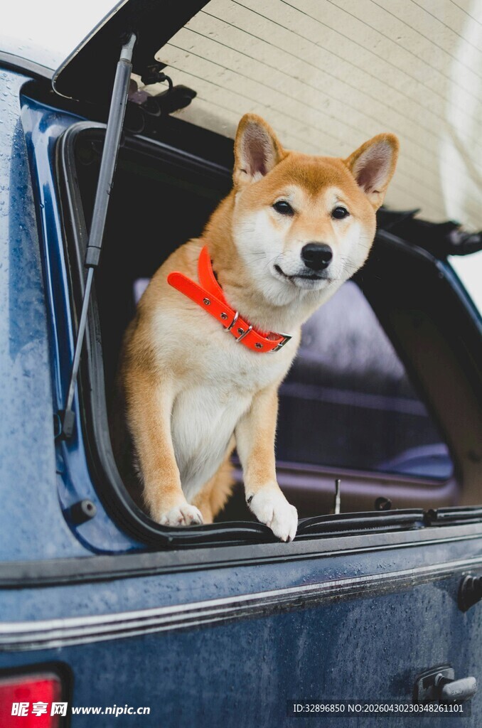 柴犬坐车尾箱可爱模样