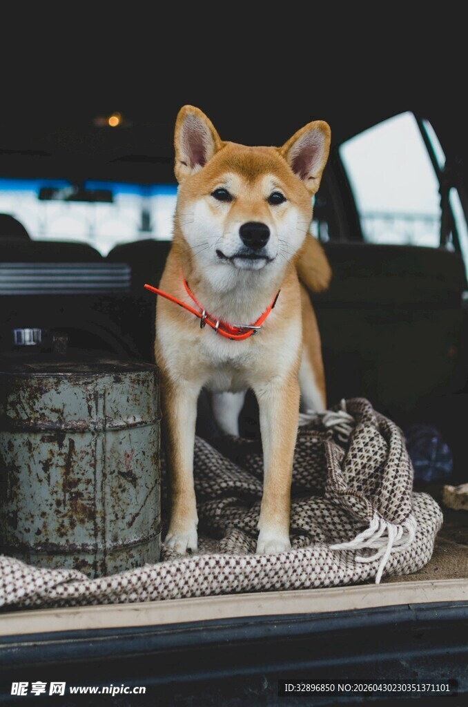 柴犬坐于车后萌态十足