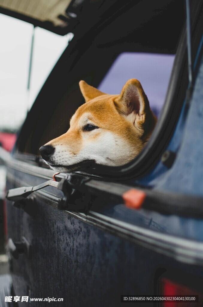 柴犬探出头的可爱瞬间
