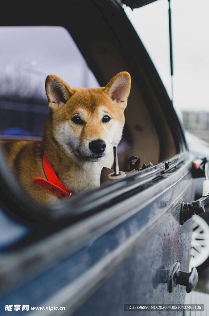 柴犬探身车窗外